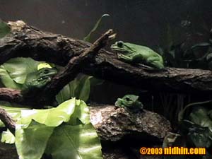 bronxzoo003