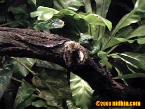 bronxzoo004