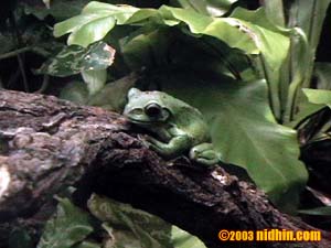 bronxzoo005