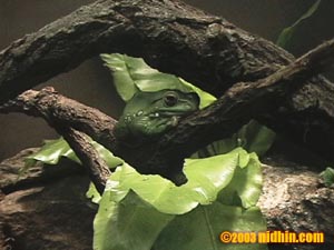 bronxzoo006