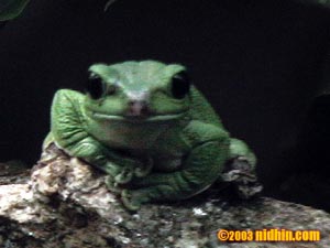 bronxzoo007