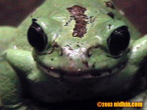 bronxzoo008