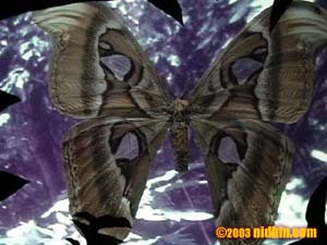 bronxzoo009