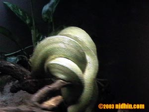 bronxzoo010
