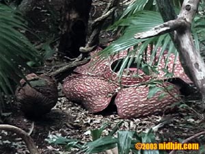 bronxzoo011