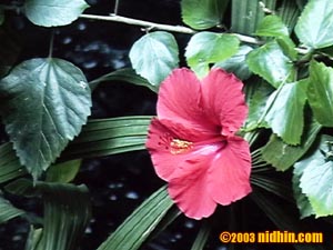 bronxzoo013