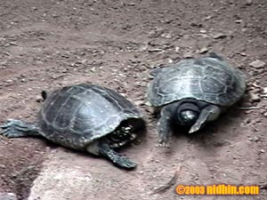 bronxzoo018