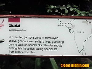 bronxzoo019
