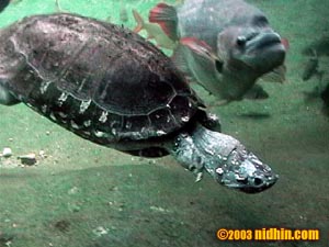 bronxzoo028
