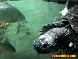 bronxzoo030