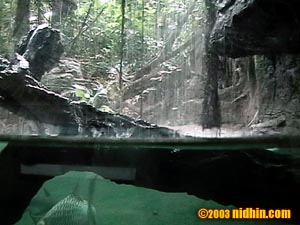 bronxzoo033