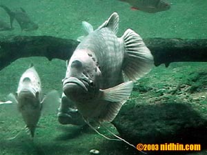 bronxzoo034
