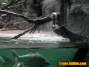 bronxzoo035