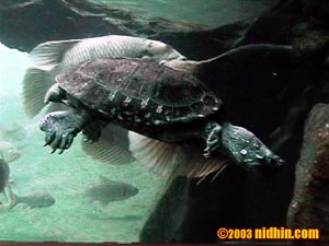 bronxzoo037