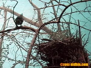 bronxzoo046