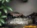 bronxzoo002