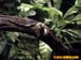 bronxzoo004