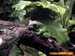 bronxzoo005