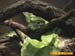 bronxzoo006