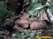 bronxzoo011