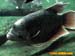 bronxzoo023