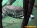 bronxzoo026