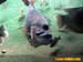 bronxzoo029