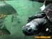 bronxzoo030