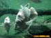 bronxzoo034