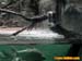 bronxzoo035