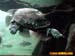 bronxzoo037